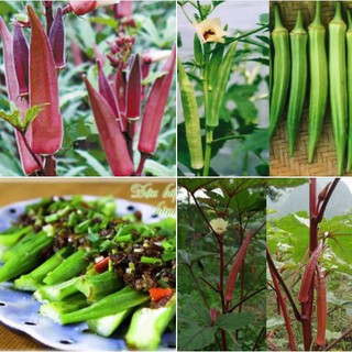 Combo 2 gói hạt giống đậu bắp