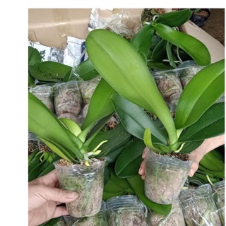 Combo 5 cốc hồ điệp sẵn ngồng