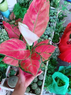 Chậu Vạn Lộc Thuỷ Sinh