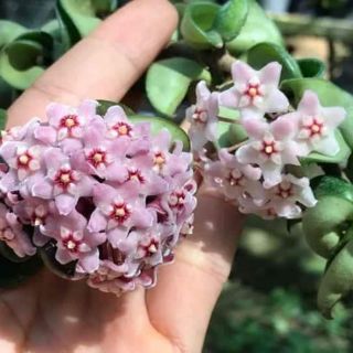 Cẩm cù lá xoắn