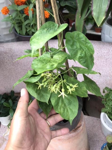 Chậu dây leo hoa Thiên Lý