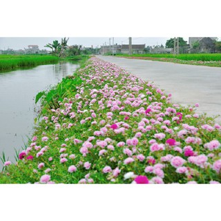Hạt giống Hoa mười giờ kép 0.6gr (200 hạt)