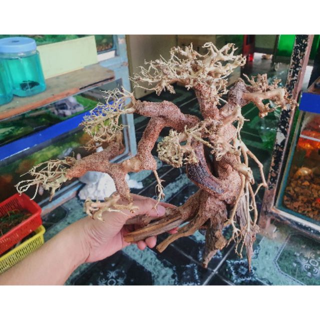 CÂY BONSAI CÓ TÁN TRANG TRÍ HỒ CÁ THỦY SINH NON BỘ 30x13x20cm