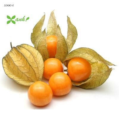 Hạt giống Anh đào đất, cây Thù dù, cây Tầm bóp