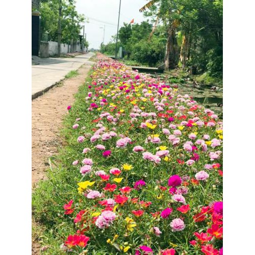 200h hạt giống hoa mười giờ kép Mỹ-Mix nhiều màu ( Portulaca )