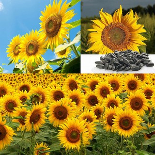 Túi zip 20 Hạt giống hoa hướng dương tháp siêu nhiều hoa, Hạt giống hoa hướng dương lùn vàng baby