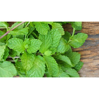Lá Bạc Hà Ông Chà Và 90g (Mint Leaf)