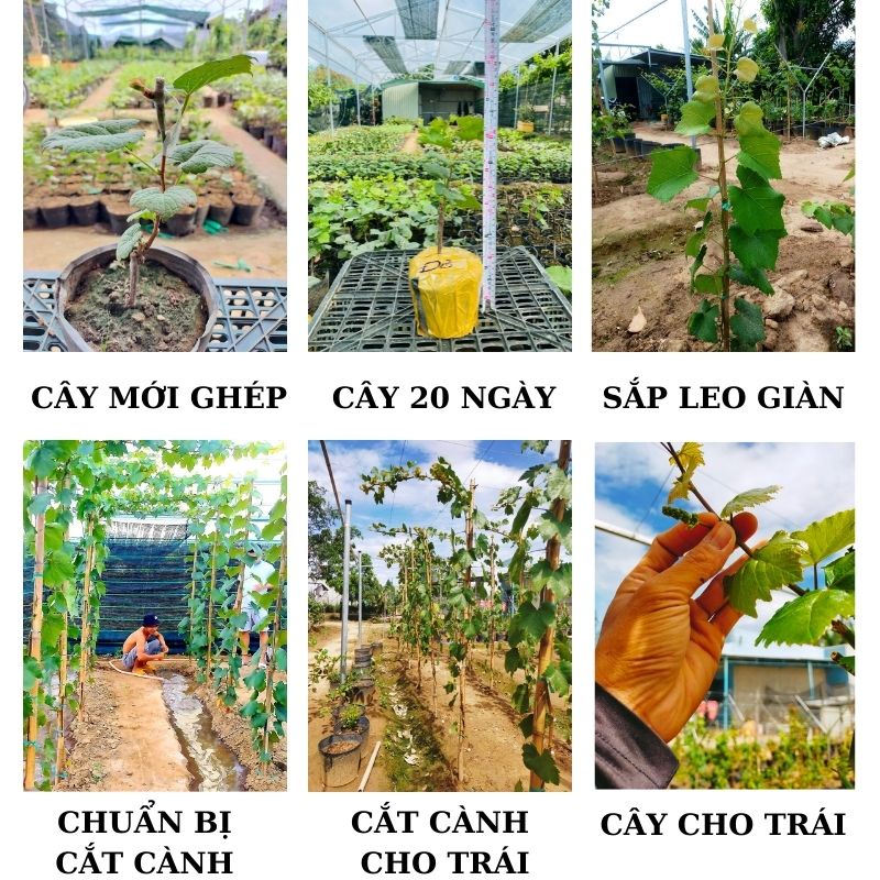 Cây nho giống Đỏ Ninh Thuận leo giàn trồng chậu thùng xốp NG01