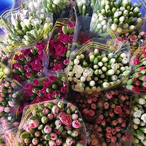Cẩm chướng các màu | Ship hỏa tốc| Hoa tươi Gi.farm
