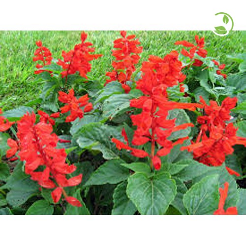 Hạt Giống Hoa Xác Pháo Đỏ PN-10 Phú Nông- Gói 0.3g - Salvia Splendens
