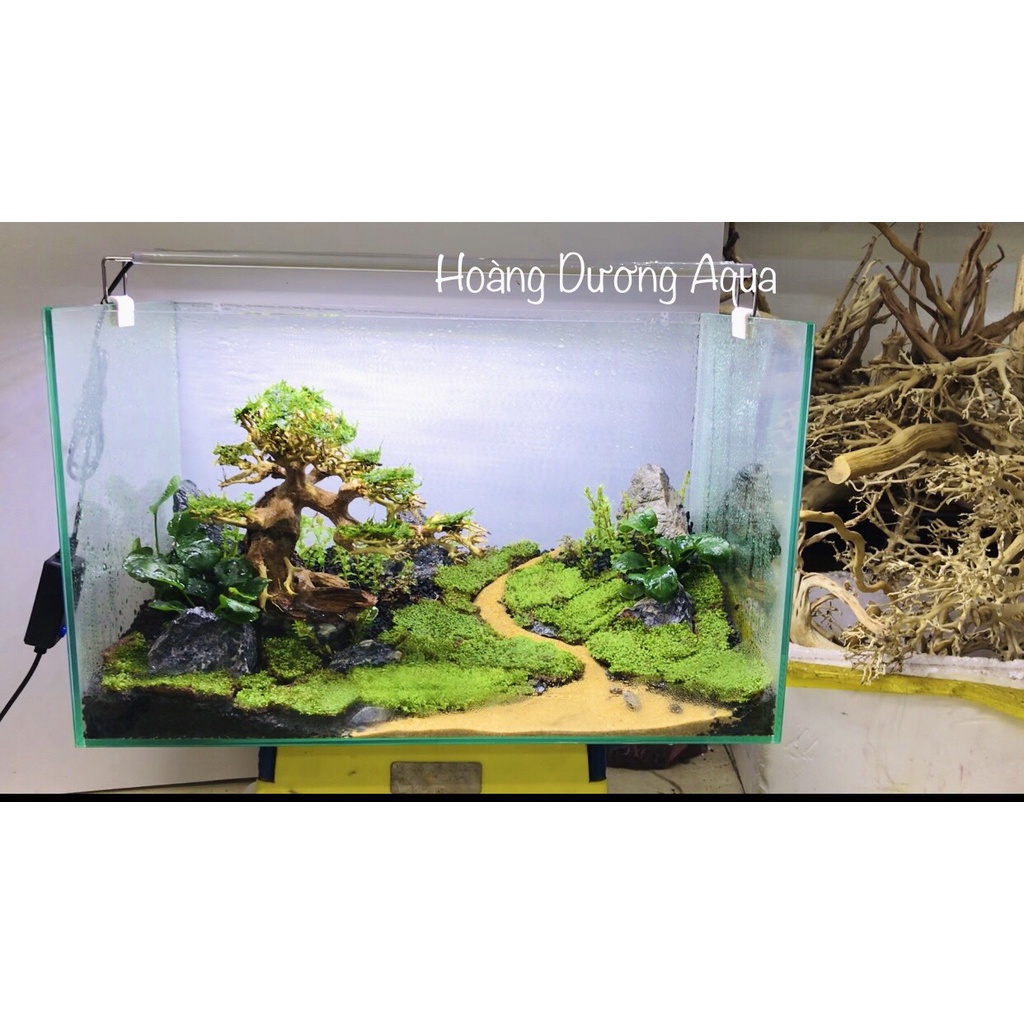 Combo bể cá cảnh, bể thủy sinh đã hoàn thiện mẫu bonsai kèm đèn, lọc