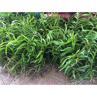 Hoa lan mokara cây con -màu đỏ