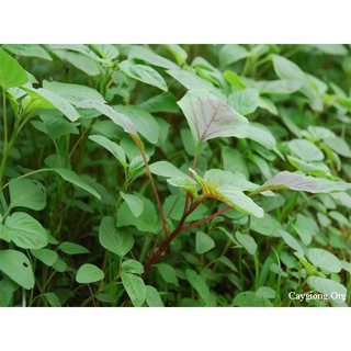 10g Hạt giống Rau dền cơm