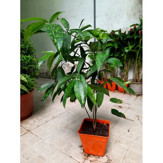 Cây Trúc Nhật - như hình (freeship)