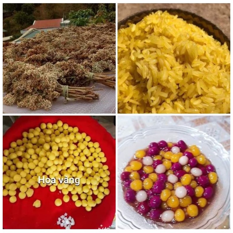 HOA BÓ PHÓN [MẬT MÔNG] THỔI XÔI VÀNG THƠM NGON, TÚI NGÂM ĐƯỢC 20KG GẠO