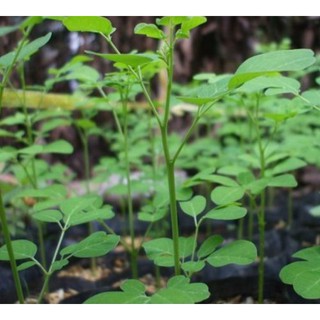 2g Hạt Giống Cây Chùm Ngây (Moringa oleifera)