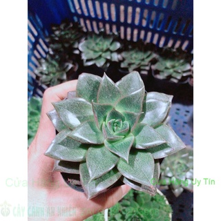 Sen đá nâu kèm chậu sứ