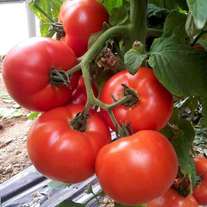 Hạt giống cà chua chịu nhiệt F1 VTS15 | Vạn Tín Store