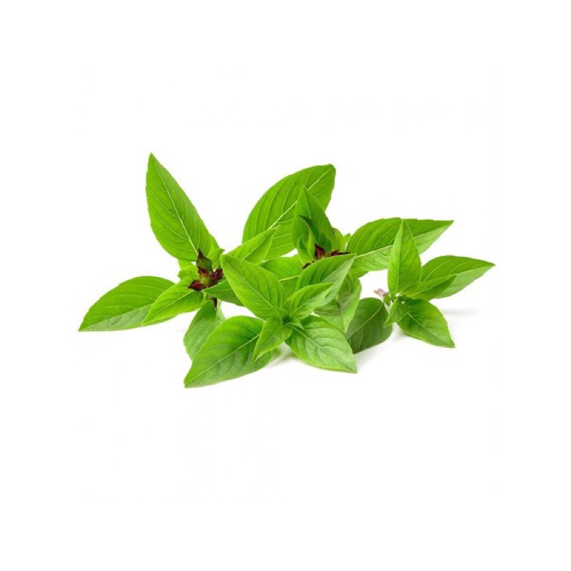 Hạt Giống Rau Húng Quế | Rau Gia Vị | SL: 10gram