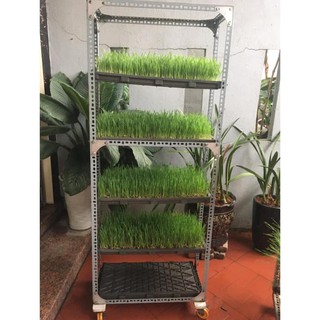 chauho Hạt giống cỏ lúa mì