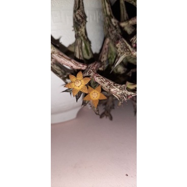 Sao biển Orbea Schweinfurthii