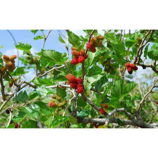 Hạt giống cây dâu tằm(mâm xôi) - Tặng gói hạt giống ngẫu nhiên