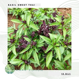 Hạt giống - húng quế Basil Sweet hạt thái lan 50h