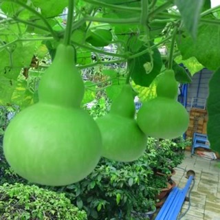 hạt giống bầu hồ lô