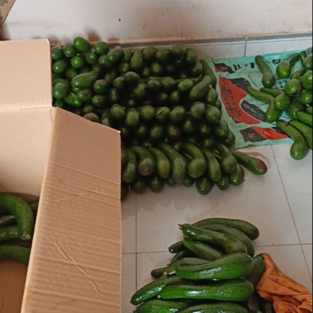 10kg bơ 034 Lâm Đồng loại to nhì