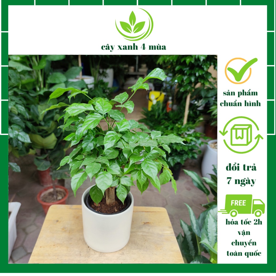 Cây hanh phúc thân gỗ để bàn cực xinh. cây nội thất văn phòng cao 30cm