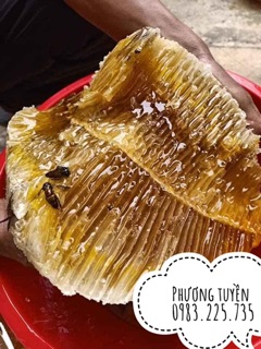 Mật ong rừng kbang