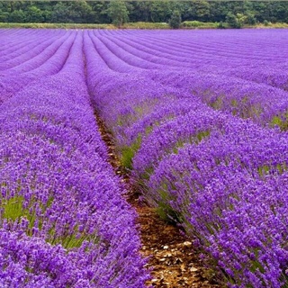 Hạt giống hoa oải hương - Nảy mầm tốt - Tặng kèm 1 gói bón lá và 1 gói kích nảy mầm, có tờ hướng dẫn trồng