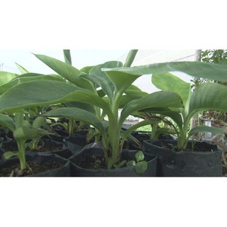 Cây giống chuối sáp nghệ