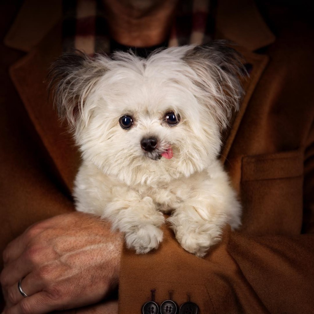 SMALL BREED PUPPY SMARTHEART DÀNH CHO CHÓ CON GIỐNG NHỎ 1,3KG