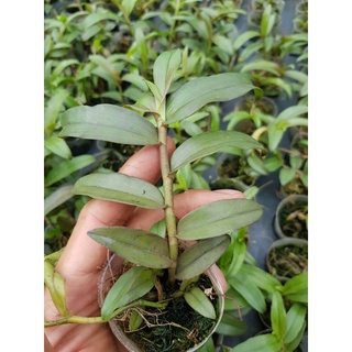 phi điệp mắt đỏ tân lạc hòa bình rất đẹp mắt