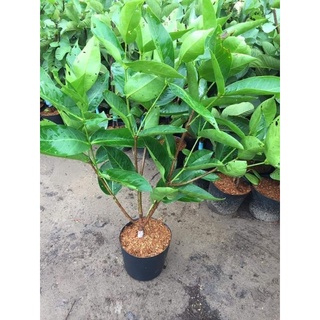 Cây 🌲 Mận đường xanh