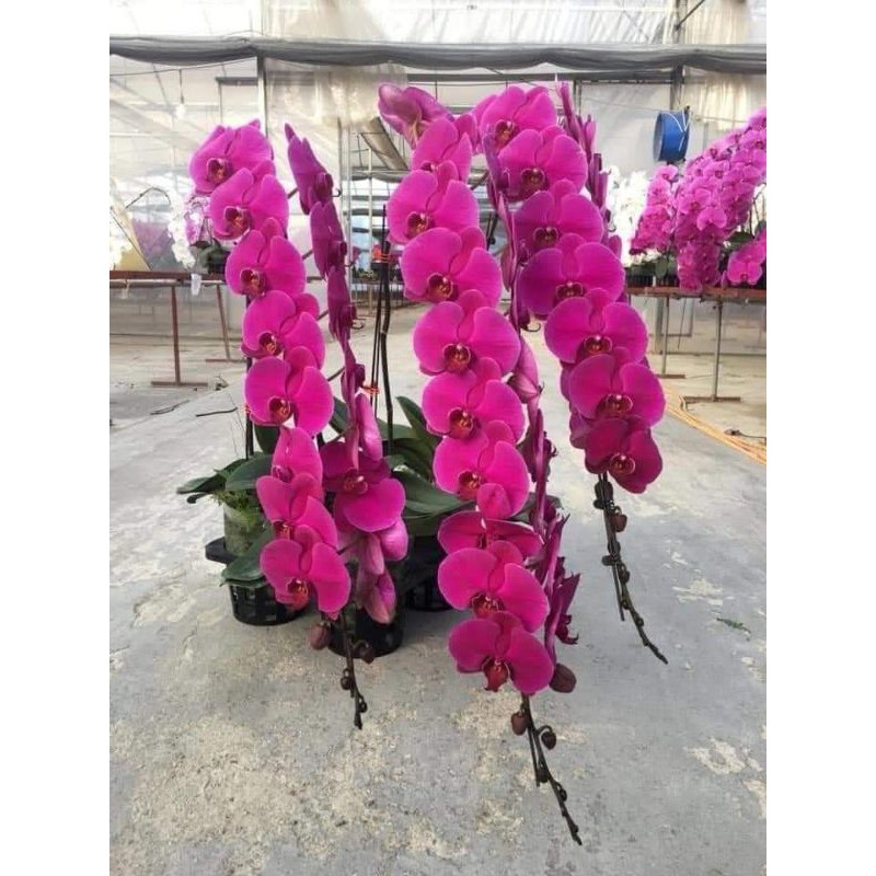 Hồ điệp đại cây giống combo 5 cây 5 màu