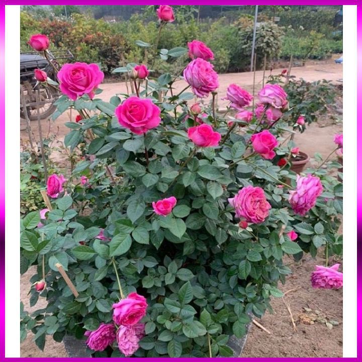 Hoa Hồng Lafont Rose