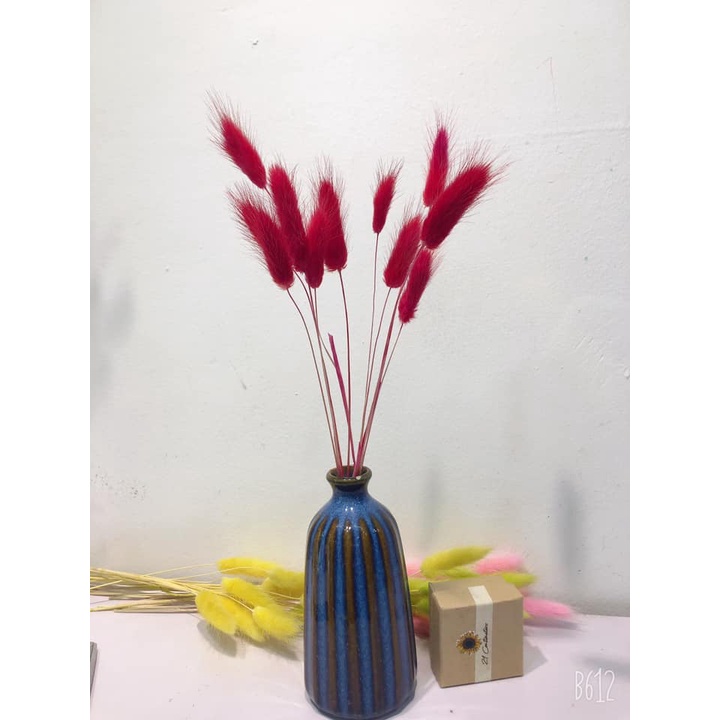Bó 10 cành hoa Đuôi Thỏ Bunny Tails cắm lọ trang trí phòng