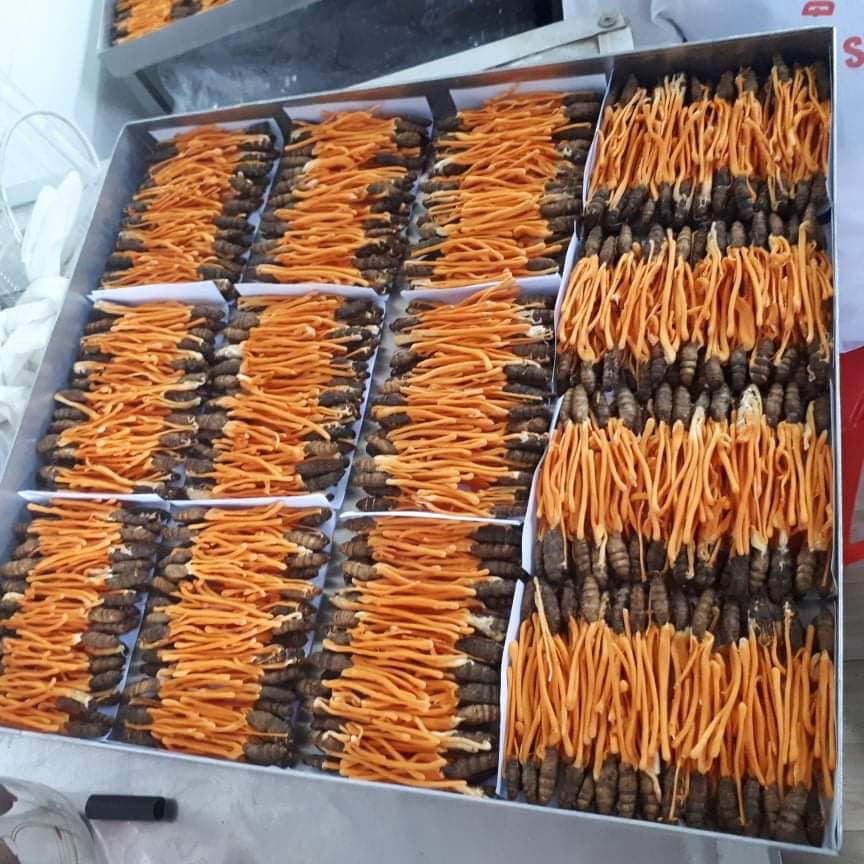 Đông Trùng Hạ Thảo Huy Cường Nguyên Con (2g/ con)