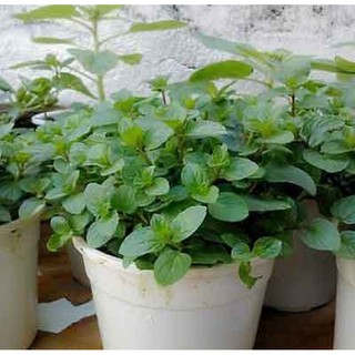 Hạt giống Bạc hà Socola