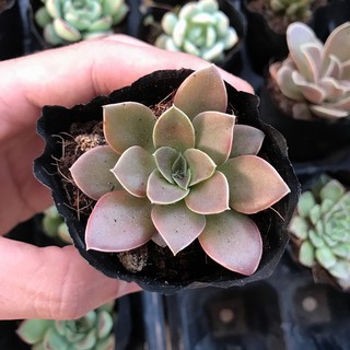 Sen Đá Dĩa Ánh Kim |FREESHIP| XUẤT XỨ VIỆT NAM, ĐÃ THUẦN KHÍ HẬU, SIÊU KHOẺ ĐẸP, LỖI 1 ĐỔI 1