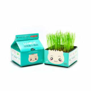 Chậu cây mini để bàn