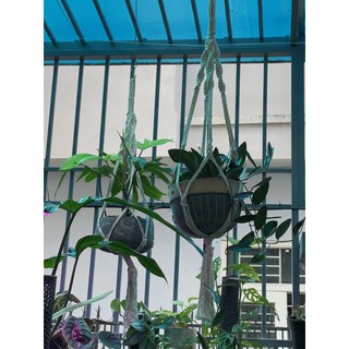 Dây treo chậu cây