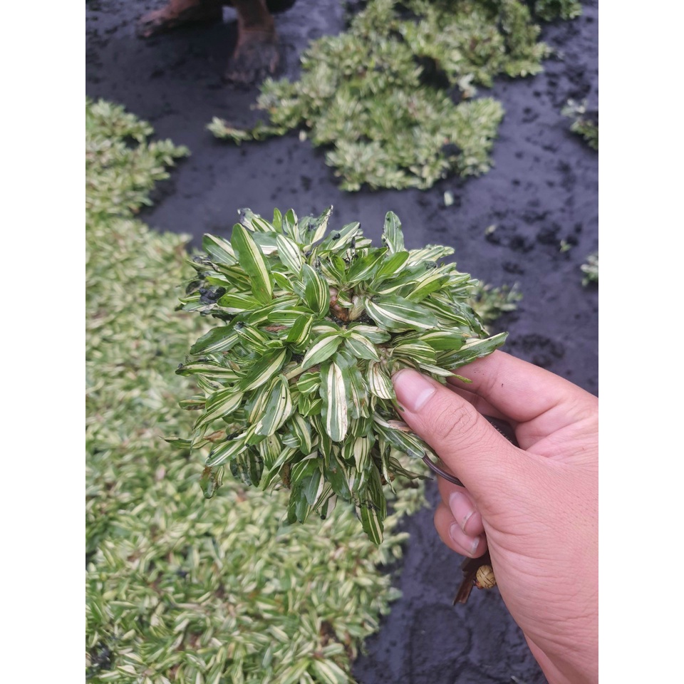 Các loại cỏ kiểng cỏ gừng trồng trang trí sân vườn, background chụp ảnh Minh Hân Garden