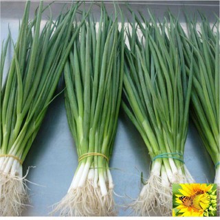 Hạt giống Hành lá 50 hạt