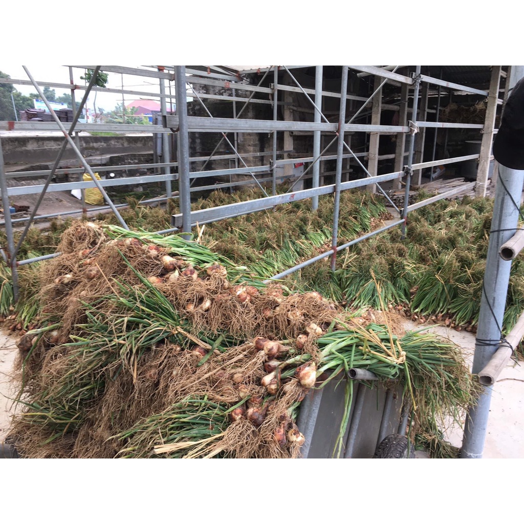 ⚡️ Hành ta khô Kinh Môn cao cấp