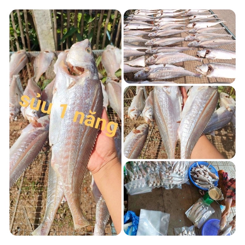 KHÔ CÁ SỬU 1 NẮNG TẠI XƯỞNG