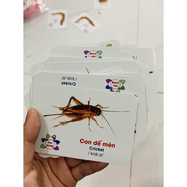 1 chủ đề thẻ học thông minh size nhỏ 7x10cm của hộp 16 chủ đề
