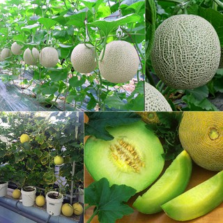 Hatgiong24h - Hạt giống dưa lưới ruột xanh lai F1 ( 10 hạt)